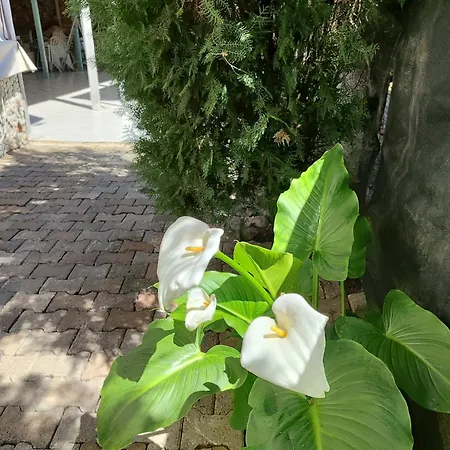 בית אירוח Flora Cirali