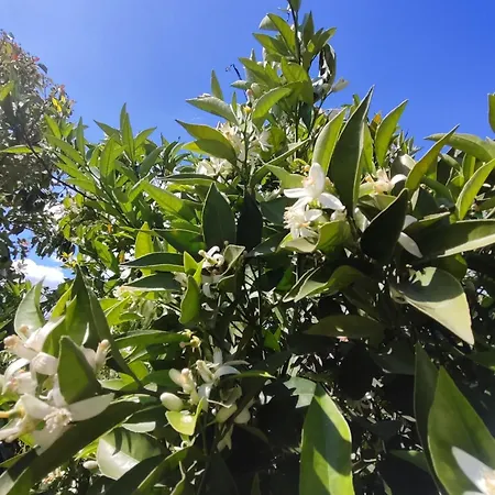 Flora Cirali בית אירוח קמר